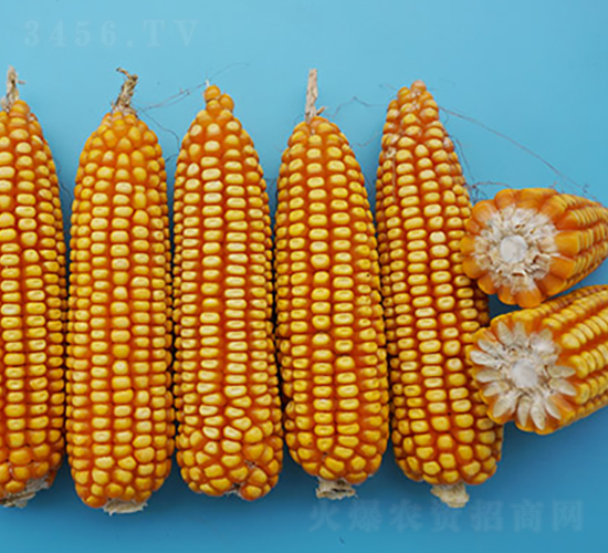 ���r(n��ng)�����A8̖(h��o)-���׷N��-�S���N�I(y��)