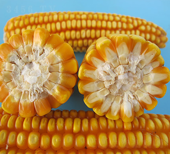 ���r(n��ng)�����A6̖-���׷N��-�S���N�I(y��)