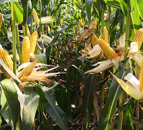 �S��(l��)382-���׷N��-�S��(l��)�N�I(y��)