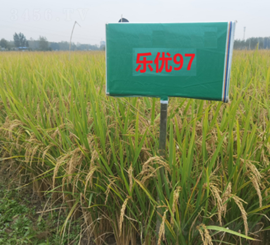 ����(y��u)97-ˮ���N��-�S���N�I(y��)