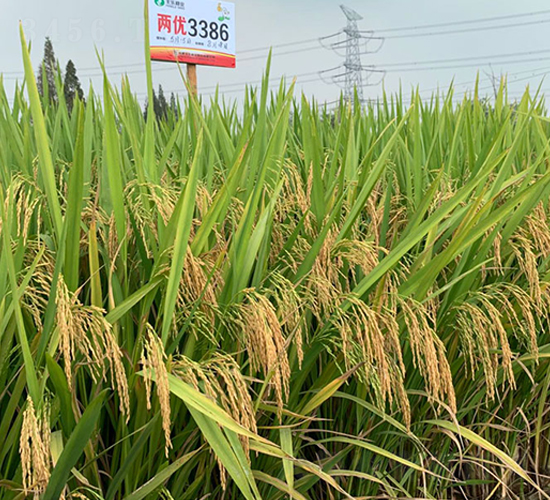 �Ƀ�(y��u)3386-ˮ���N��-�S��(l��)�N�I(y��)