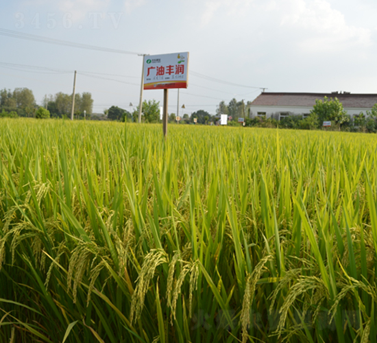 �V���S��(r��n)-ˮ���N��-�S���N�I(y��)