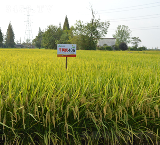 �S�Ƀ�(y��u)406-ˮ���N��-�S���N�I(y��)