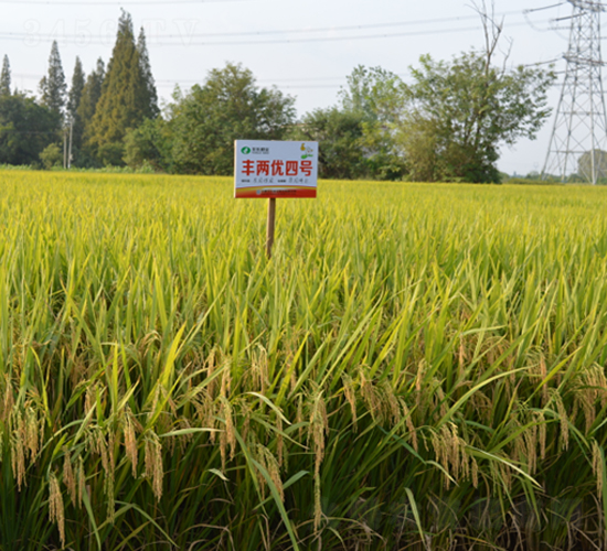 �S�Ƀ�(y��u)��̖(h��o)-ˮ���N��-�S��(l��)�N�I(y��)