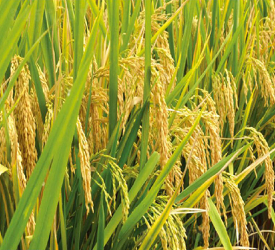 ��(n��i)��(y��u)506-ˮ���N��-�S���N�I(y��)