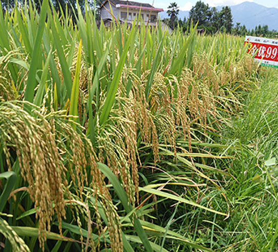 ����(y��u)997-ˮ���N��-�S���N�I(y��)