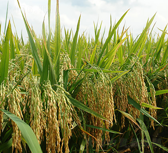 ��Ƀ�(y��u)785-ˮ���N��-�S���N�I(y��)