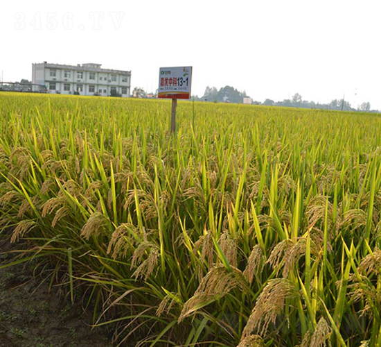 �΃�(y��u)�п�13-1-ˮ���N��-�S��(l��)�N�I(y��)