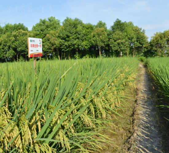 �S�Ƀ�(y��u)��һ̖(h��o)-ˮ���N��-�S���N�I(y��)