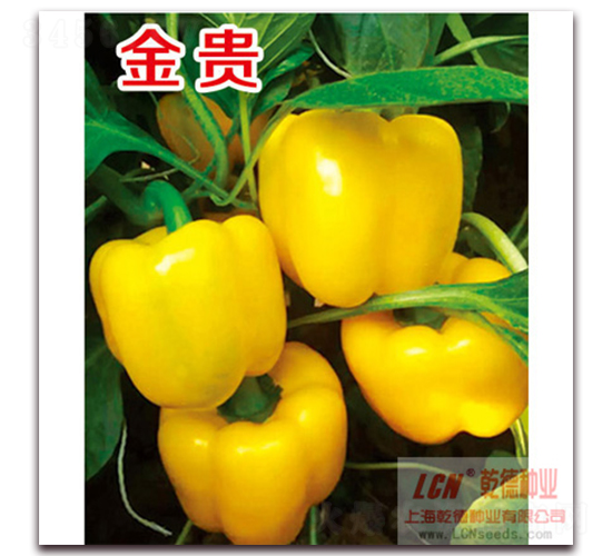 ���F-�����N��-Ǭ�·N�I(y��)