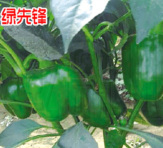 �G���h-�����N��-Ǭ�·N�I(y��)