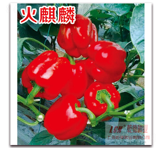 ������-�����N��-Ǭ�·N�I(y��)