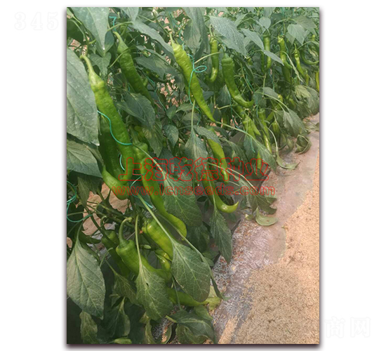 ����-�����N��-Ǭ�·N�I(y��)