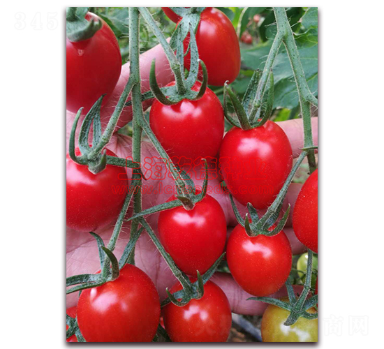 Ǭ��С�t����-���ѷN��-Ǭ�·N�I(y��)