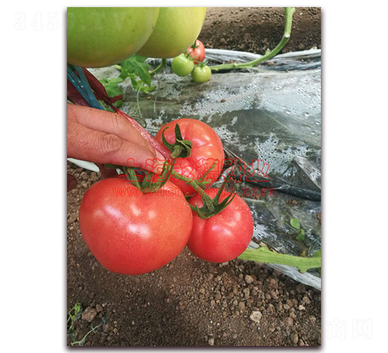 Ǭ��1625-���ѷN��-Ǭ�·N�I(y��)