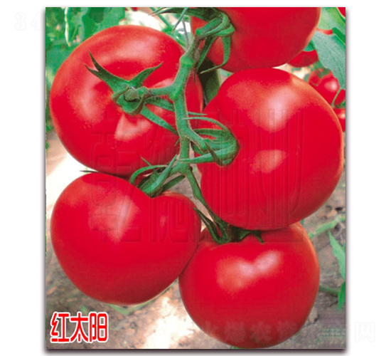 �t̫�-��t���ѷN��-Ǭ�·N�I(y��)