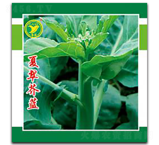 �Ĵ���{(l��n)-���{(l��n)�N��-���r(n��ng)