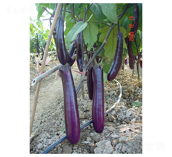 �r(n��ng)���L(zh��ng)��-���ӷN��-���r(n��ng)