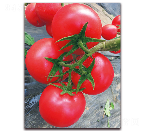 ������̖-������ѷN��-���S��