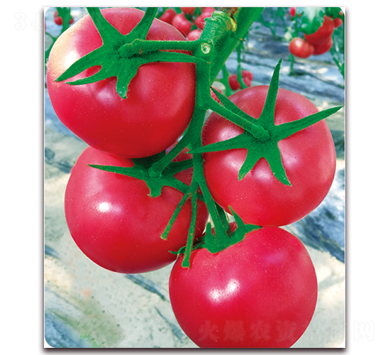 ����һ̖-������ѷN��-���S��