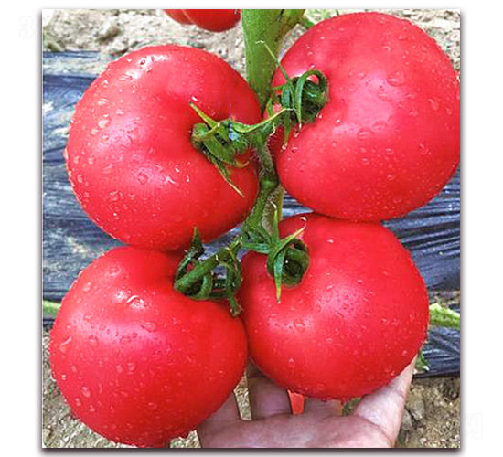 �������Z-������ѷN��-���S��