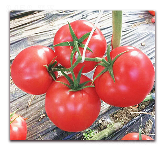 ���Z��̖(h��o)-������ѷN��-���S��