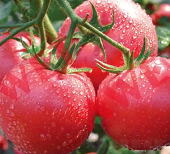 �}����-������ѷN��-���S��