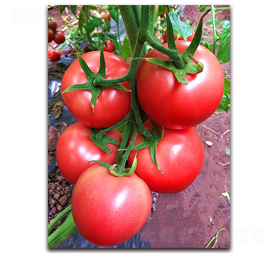 ����6048-������ѷN��-���S��