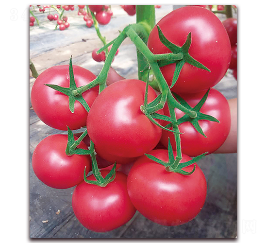 ������-������ѷN��-���S��