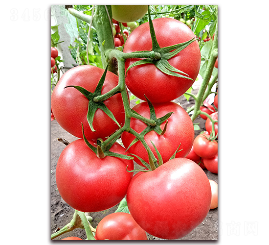 ����٤����-������ѷN��-���S��