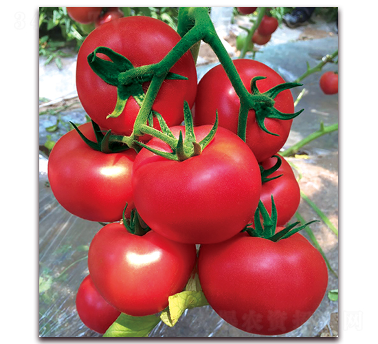 ���݋I-������ѷN��-���S��