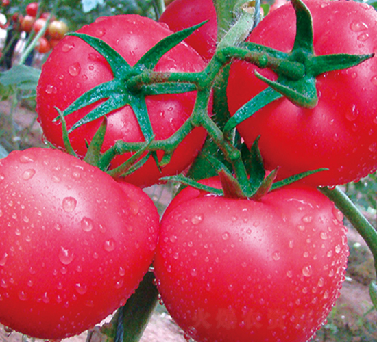 �����z��̖-������ѷN��-���S��