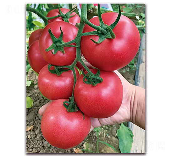 ��(w��n)���S��̖(h��o)-������ѷN��-���S��