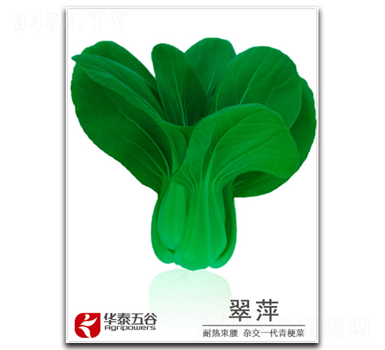 ��Ƽ-�๣�˷N��-�A̩���