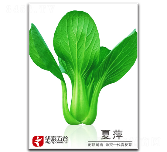 ��Ƽ-�๣�˷N��-�A̩���