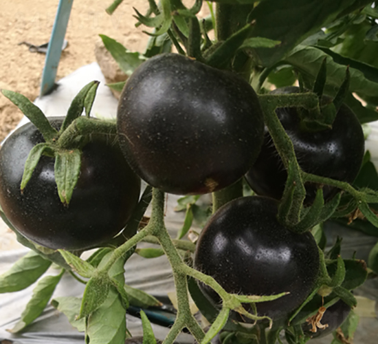 �����Ԫ������-���ѷN��-���i