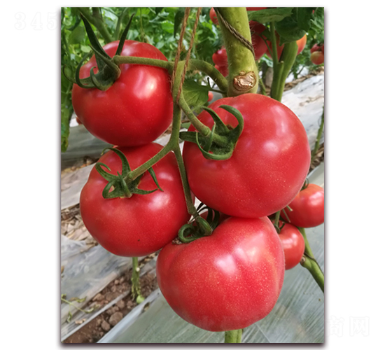 ����1729-���ѷN��-���i