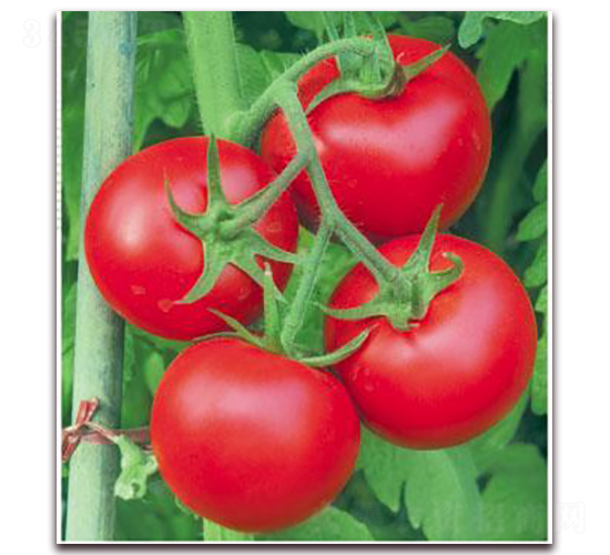 ����11̖(h��o)-���ѷN��-���i