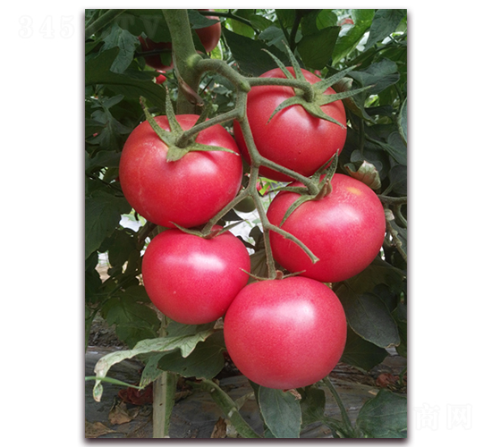 ����236-���ѷN��-���i