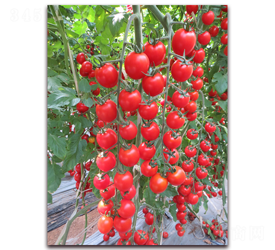 ����151-���ҷ��ѷN��-���i