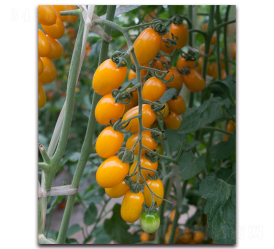 ����С�S��-���ҷ��ѷN��-���i