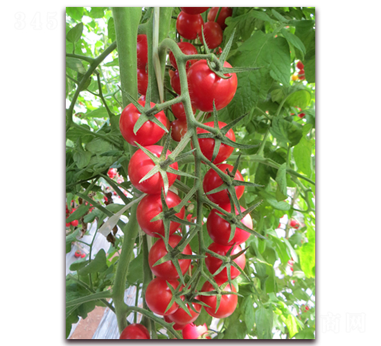 ����19̖-���ҷ��ѷN��-���i