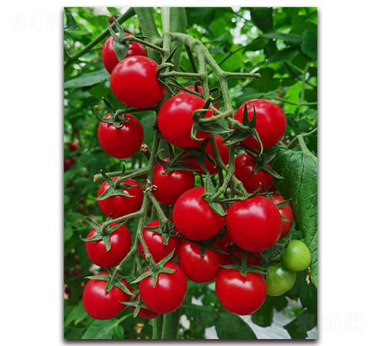 ������ö�̖(h��o)-���ҷ��ѷN��-���i