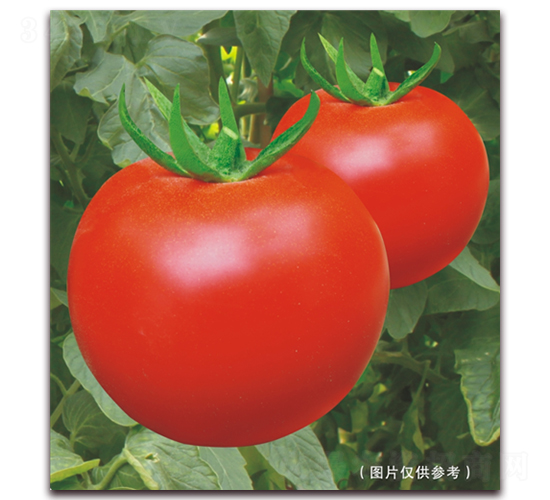 ���￹TYM215-��t���ѷN��-���i