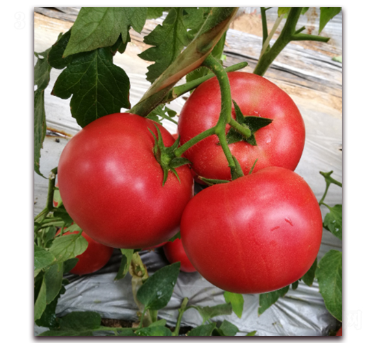 ����M7-�ۼt���ѷN��-���i