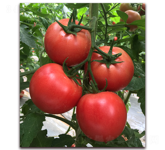 ����1828-���ѷN��-���i