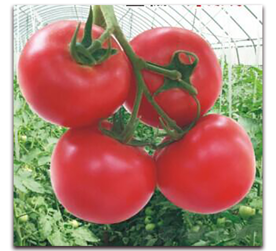 ����s��-���ѷN��-���i