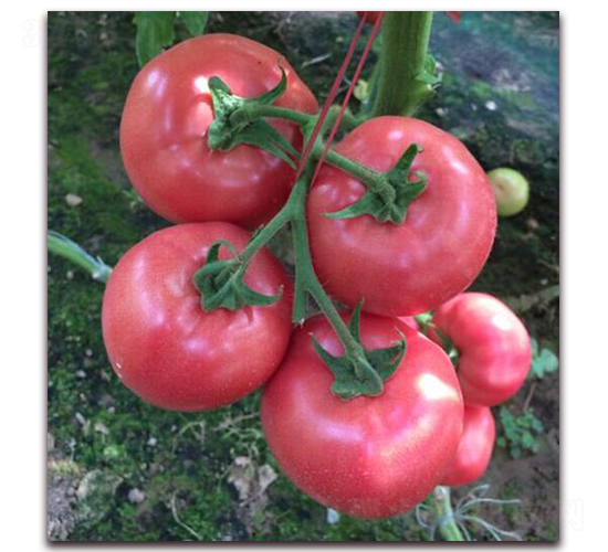 ��������-���ѷN��-���i