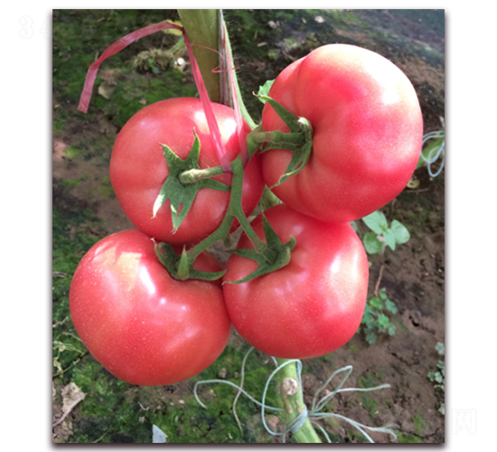 ���������̖(h��o)-���ѷN��-���i