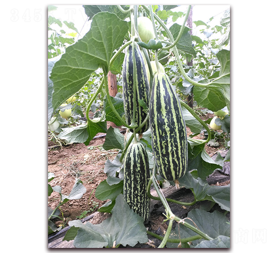 ѩ������-��ϷN��-����N�I(y��)